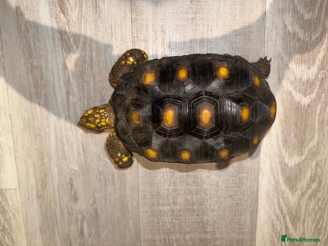Tortoise reptiles for sale: Yellow Foot Tortoise between 6 and 7 years old in Cranleigh - Advert 1