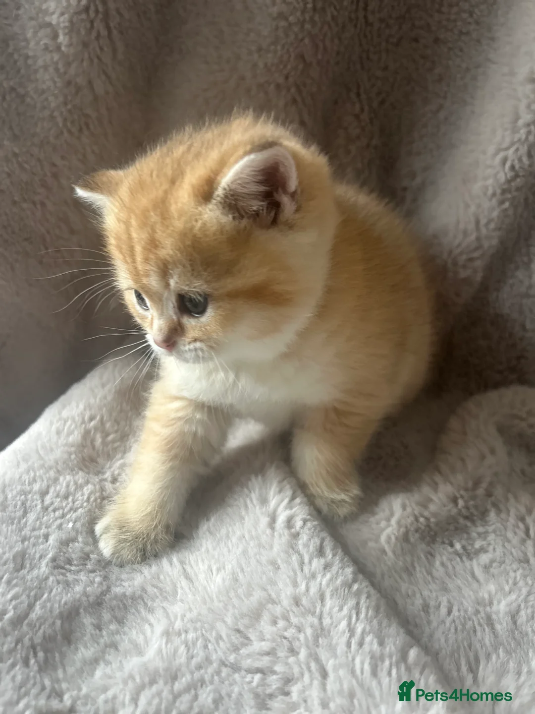 Scottish Fold cats for sale: Beautiful Gold Chinchilla babies  - Advert 26