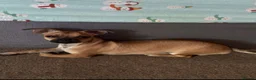 Chihuahua dogs for sale: Beautiful Cream chihuahua for sale  in London - Advert 3