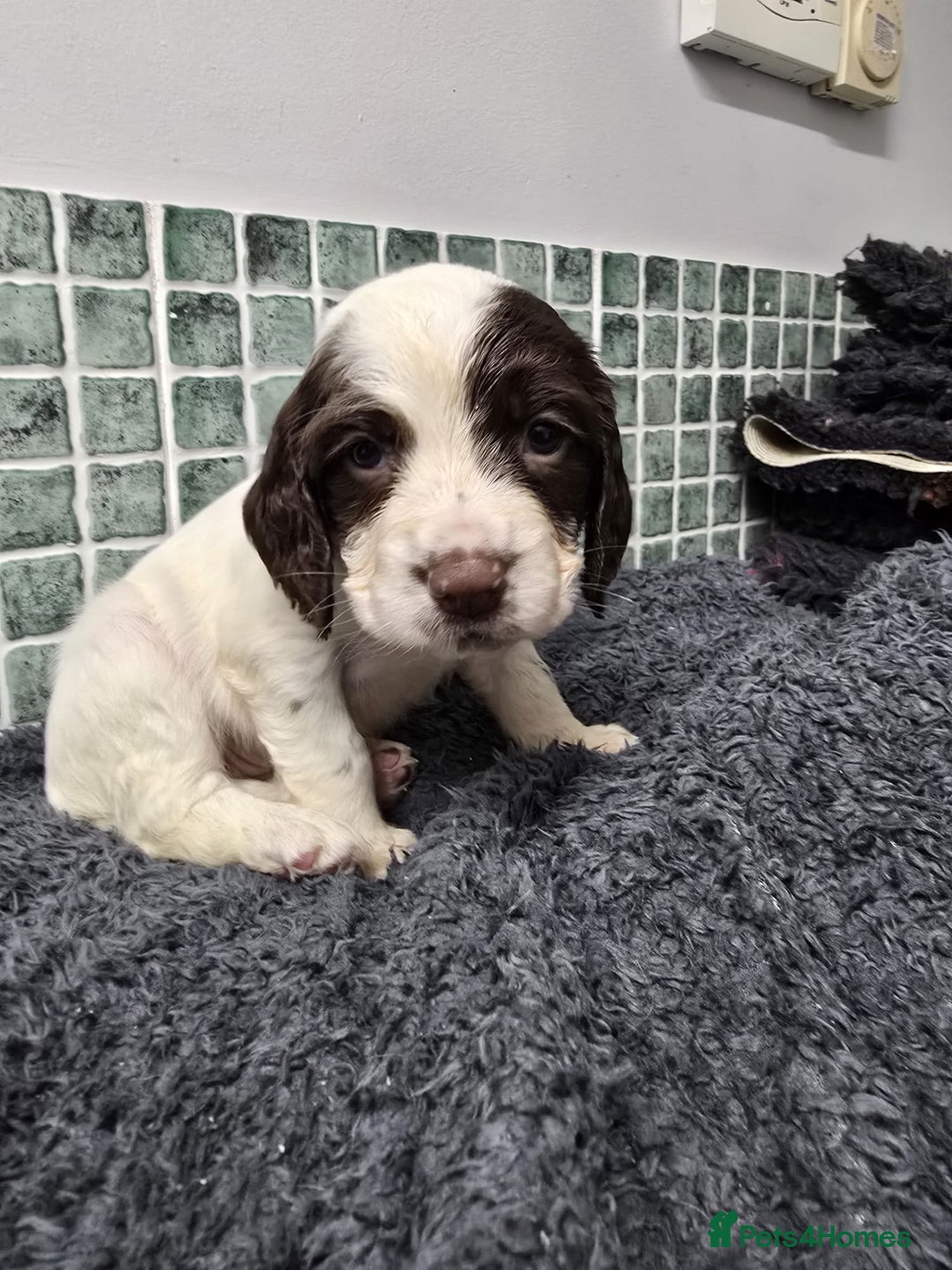 Sprocker dogs for sale: Sprocker Puppies - Advert 19