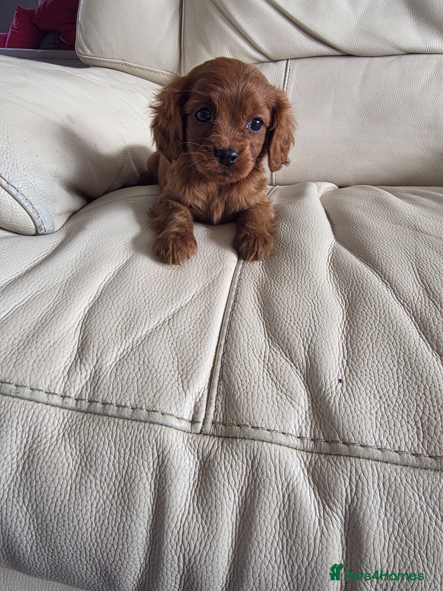 Cavapoo dogs Beautiful f1b cavapoo puppies  - Advert 1