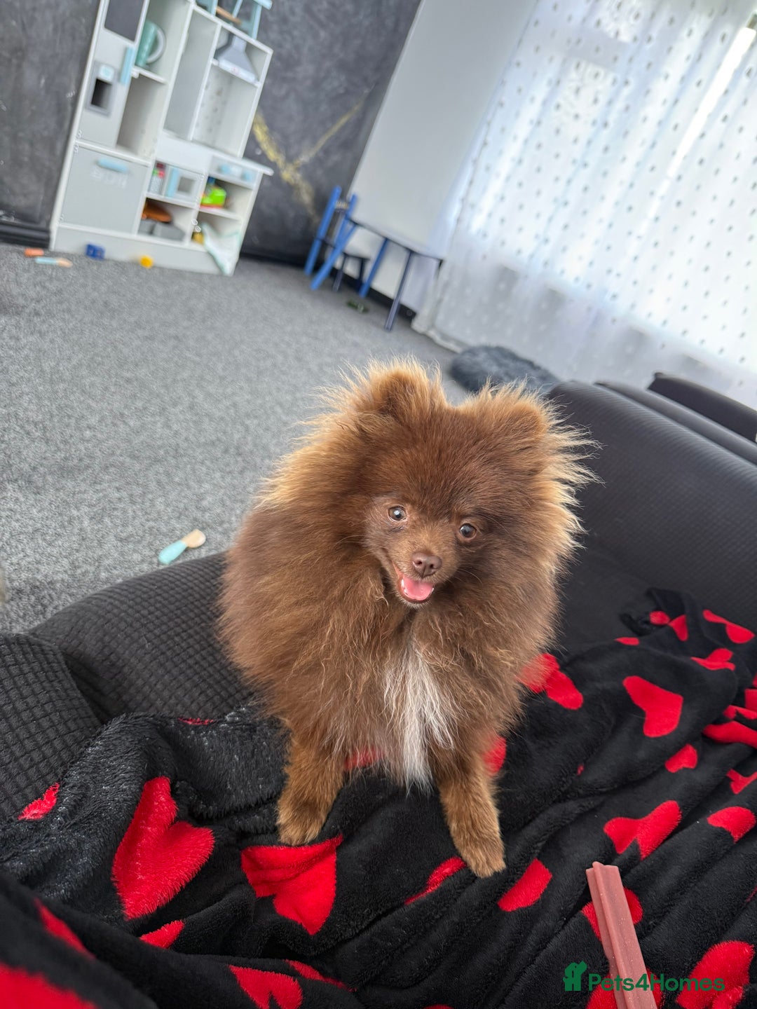 Pomeranian dogs for stud: Pomeranian Stud  - Advert 9