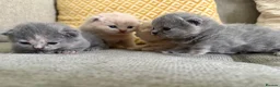 British Shorthair cats for sale: British shorthair kittens.  - Advert 6