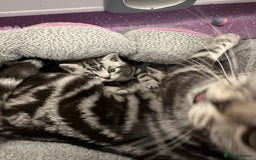 British Shorthair cats for sale: Pedigree Black Silver Tabby kittens  - Advert 16