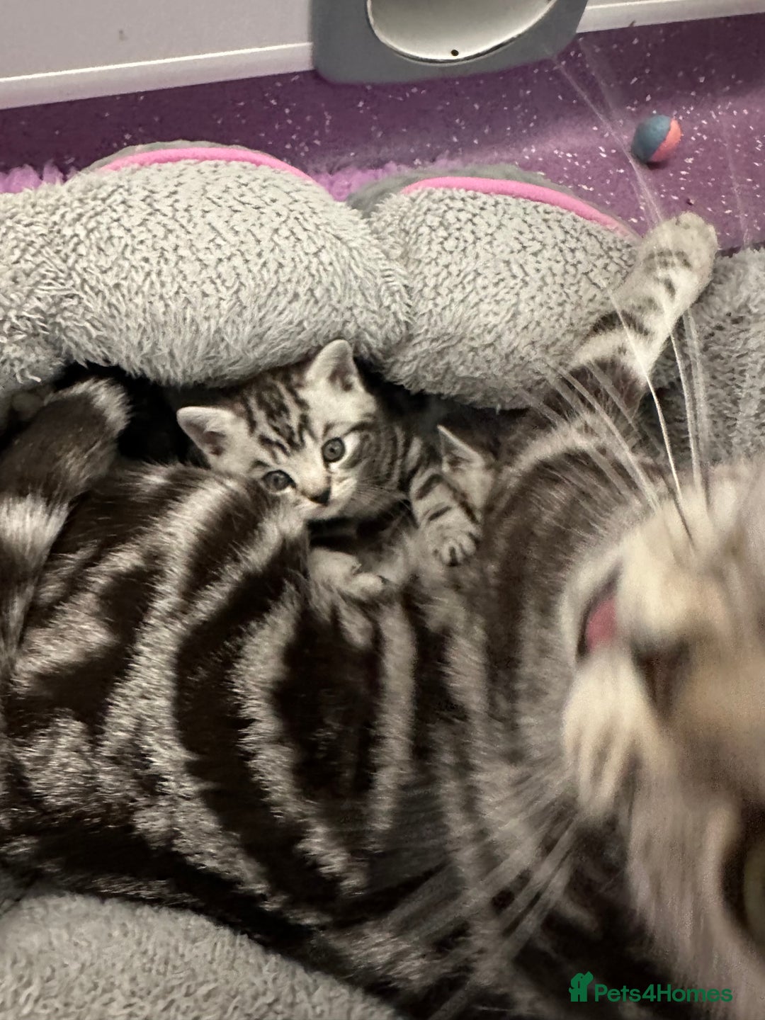 British Shorthair cats for sale: Pedigree Black Silver Tabby kittens  - Advert 16