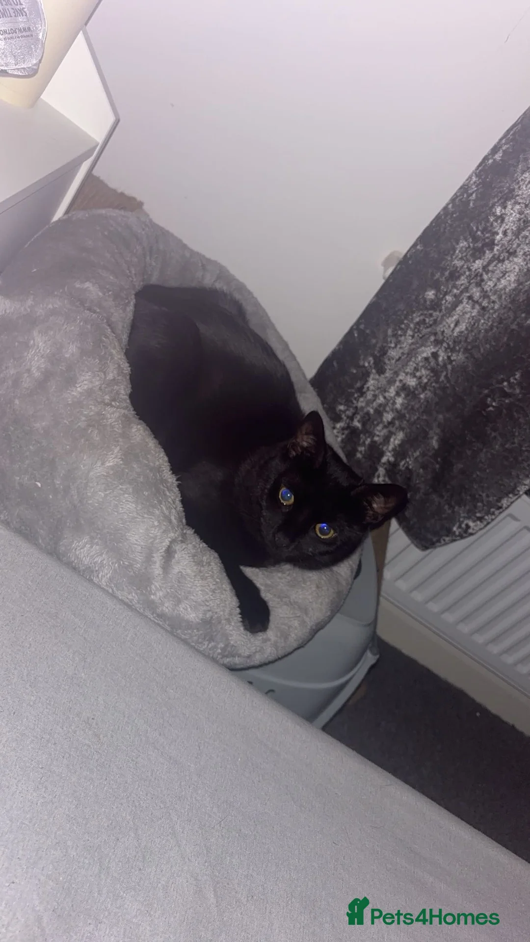 Mixed Breed cats for sale: Two male cats for sale in Holywell - Advert 2
