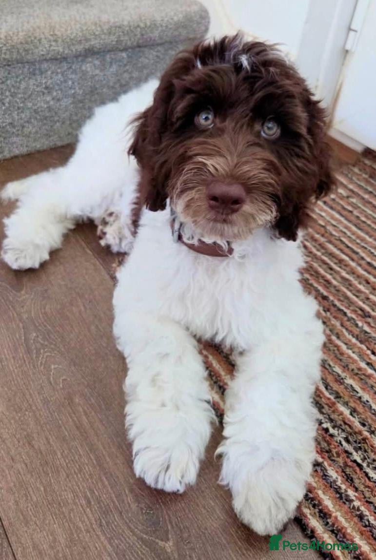 Cockapoo dogs Beautiful male cockapoo - Advert 15