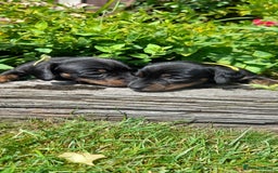 Miniature Dachshund dogs for sale: Smooth haired minature dacshund  - Image 19