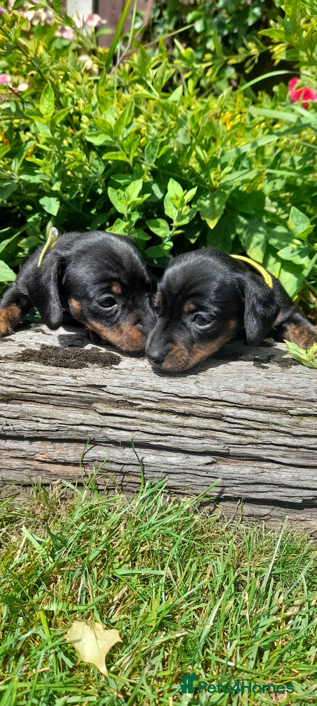 Miniature Dachshund dogs for sale: Smooth haired minature dacshund  - Image 19