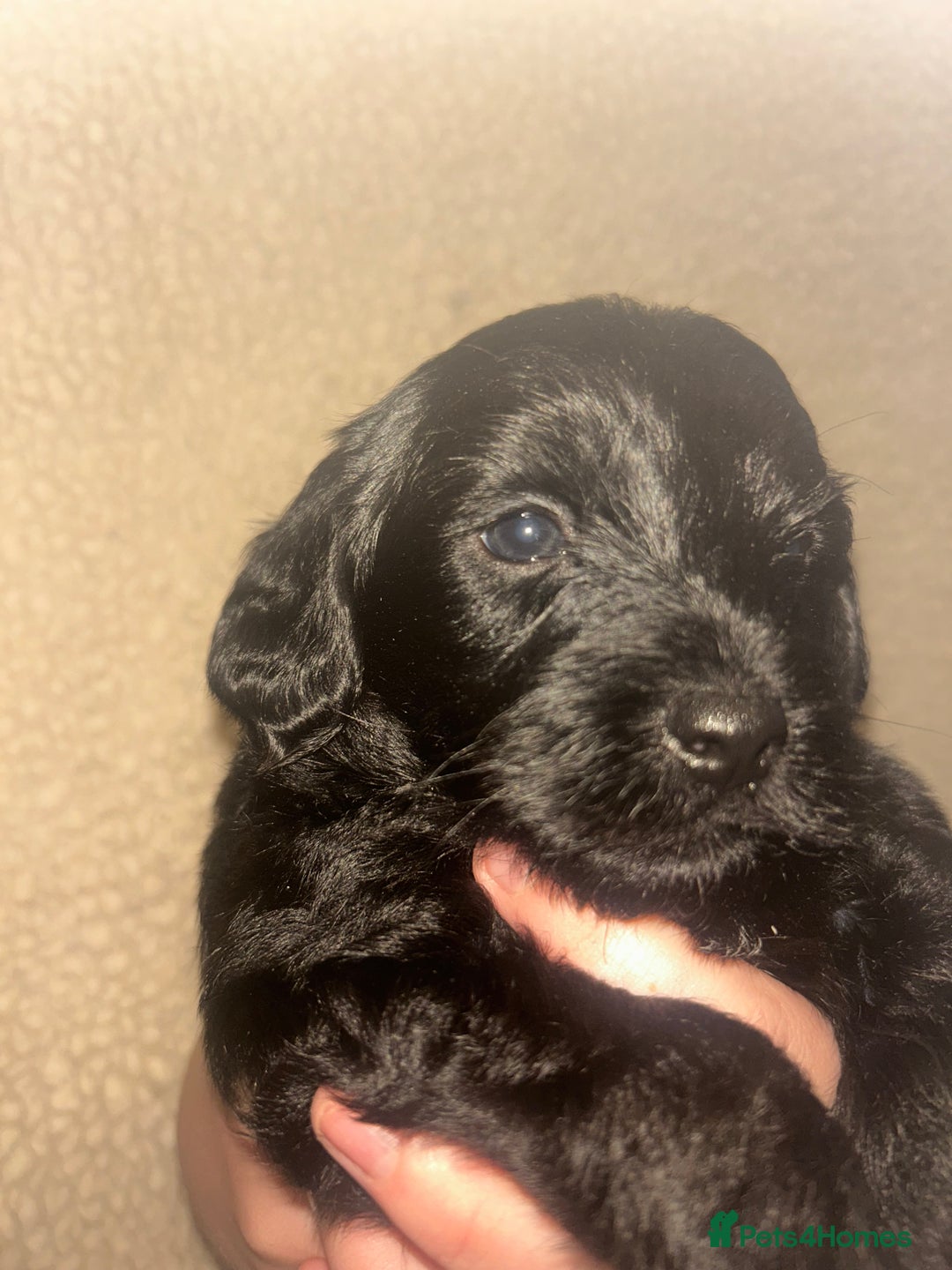 Mixed Breed dogs for sale: ‼️REDUCED 2 BEAUTIFUL YORKIPOO BOY READY NOW‼️  - Advert 21