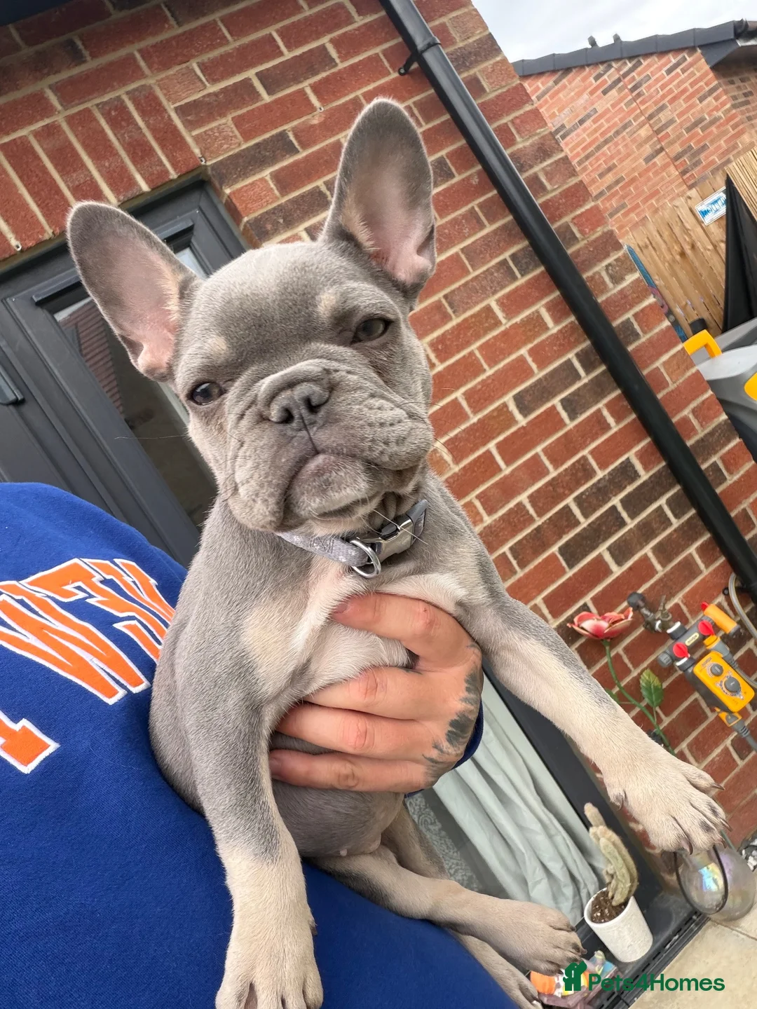 French Bulldog dogs for sale: Female French bulldog in Middlesbrough - Advert 2