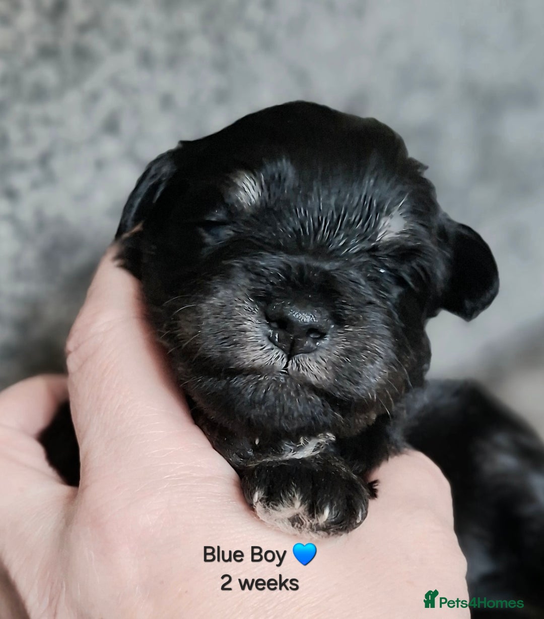 Miniature Schnauzer dogs for sale: Fantastic litter of Black and Silver pups K.C Reg - Advert 7