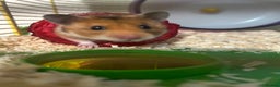 Hamster rodents for sale: Female Syrian Hamster - Advert 3