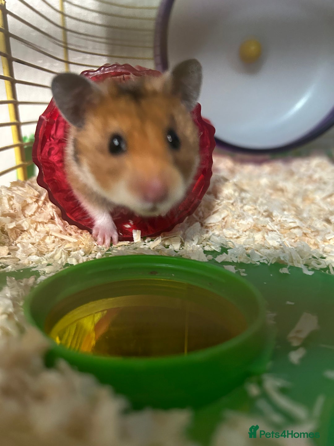 Hamster rodents for sale: Female Syrian Hamster - Advert 3