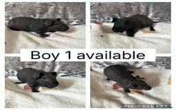Guinea Pig rodents for sale: 2 baby male skinny pigs CAN LEAVE NOW! - Image 2