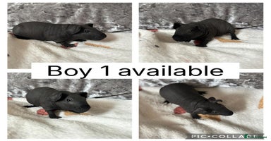 Guinea Pig rodents - Advert 5