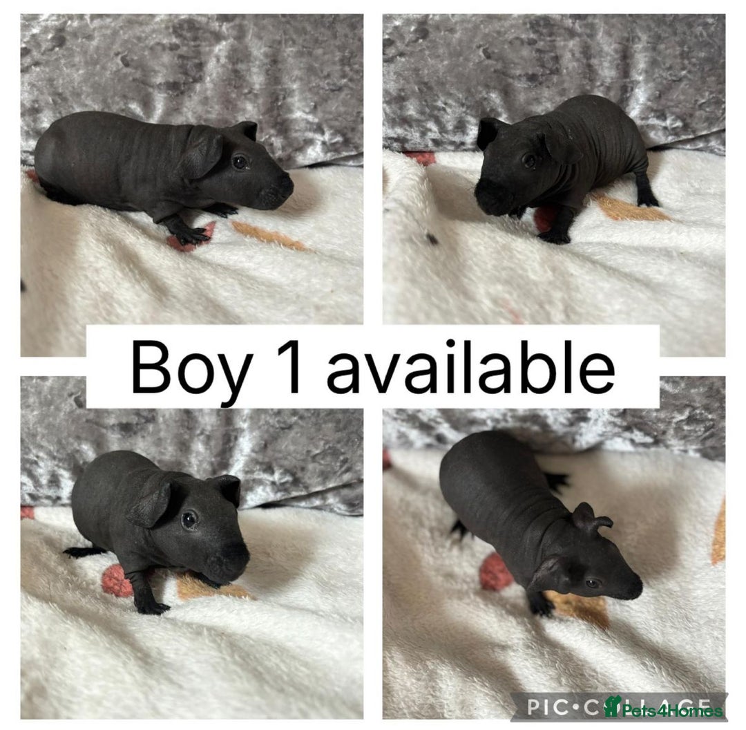 Guinea Pig rodents for sale: 2 baby male skinny pigs CAN LEAVE NOW! - Image 2