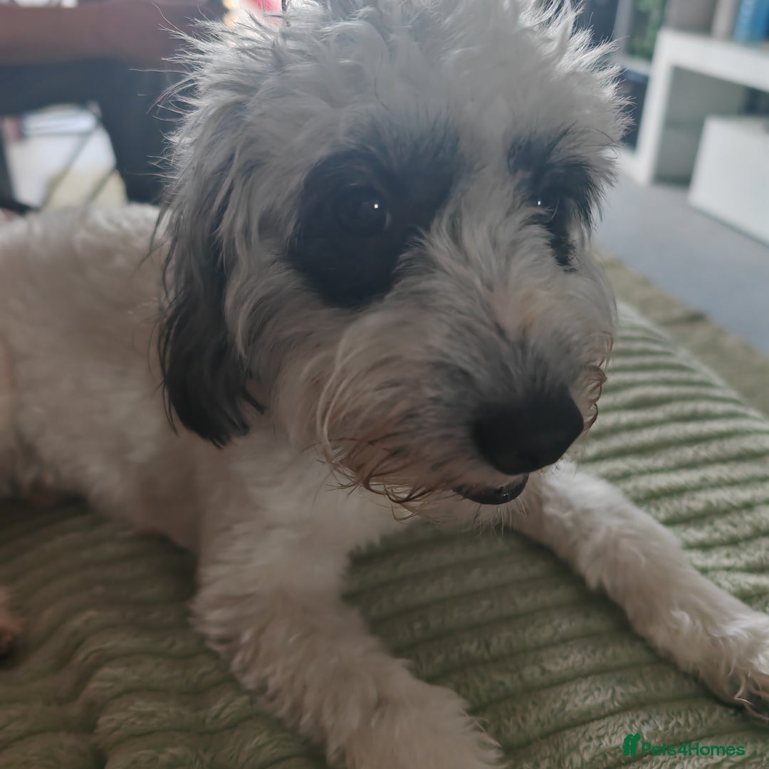 Jackapoo dogs for sale: Jackapoo missy looking for forever home - Image 3