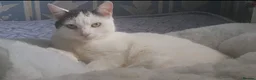 Mixed Breed cats for sale: 2 sisters  in Stoke-on-Trent - Advert 1