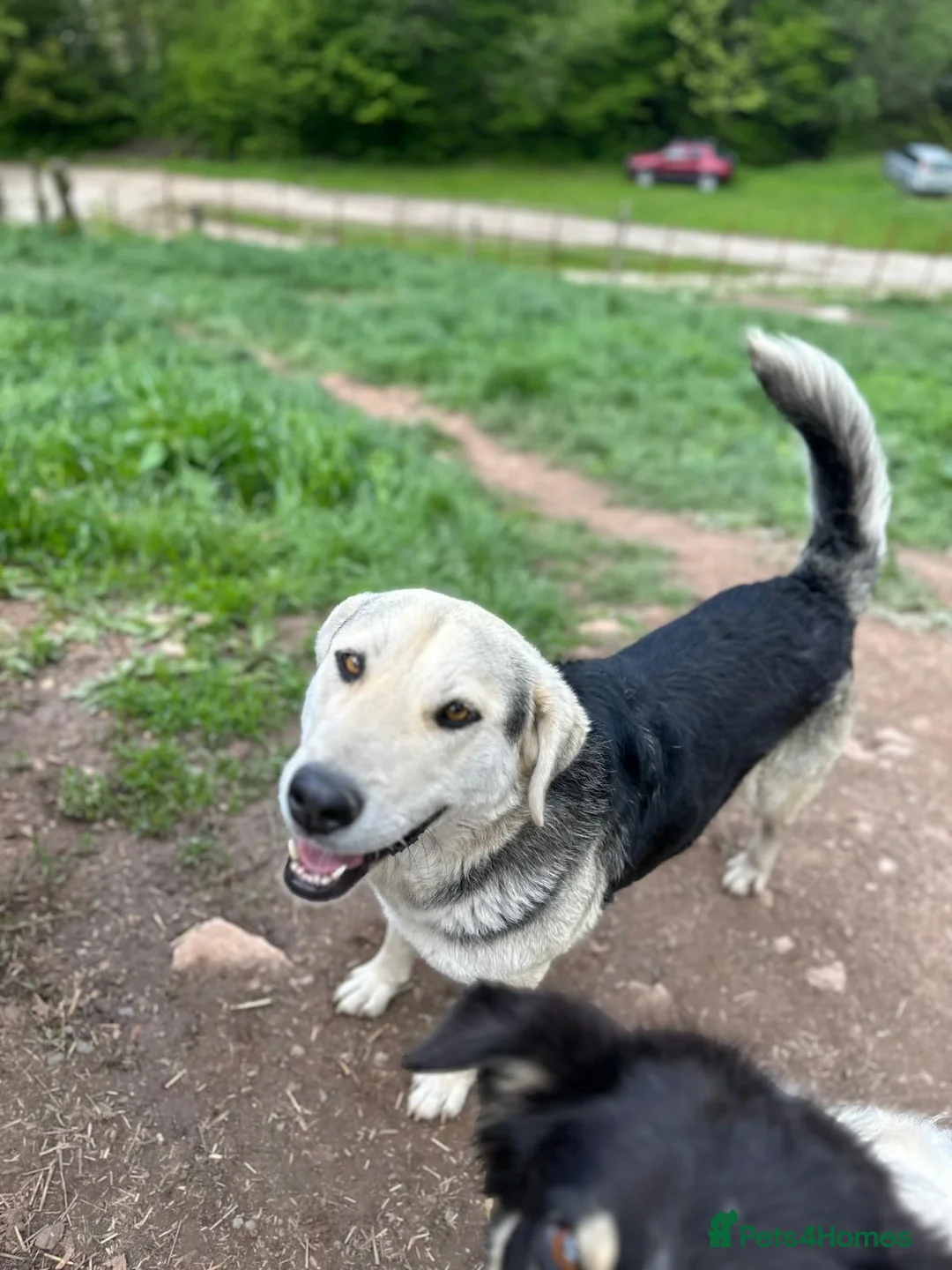 Mixed Breed dogs for adoption: Gruia 💙 - Advert 5