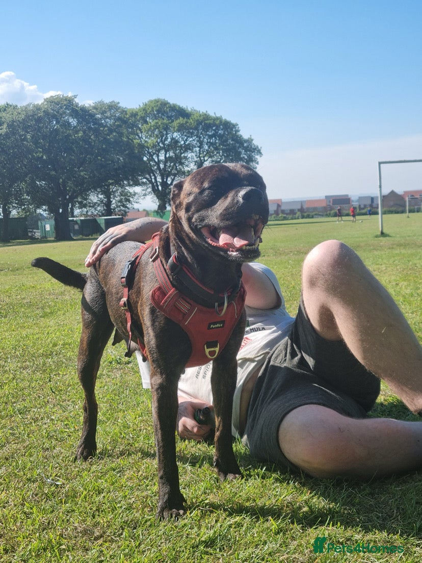 Mixed Breed dogs Beautiful Zara  - Advert 4