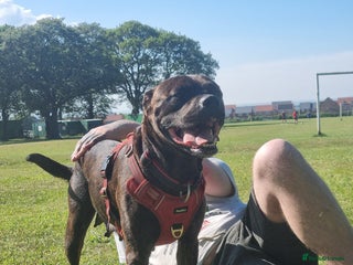 Mixed Breed dogs Beautiful Zara - Advert 1