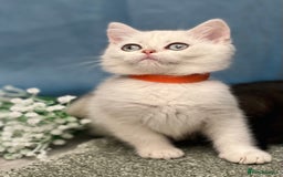 British Shorthair cats for sale: British shorthair golden, silver TICA - Image 8