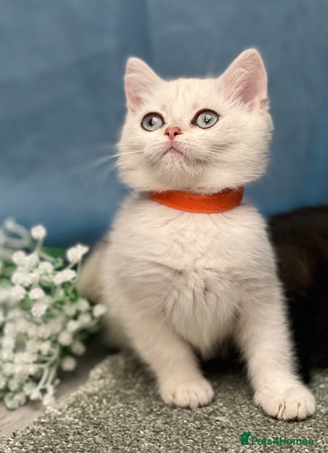 British Shorthair cats for sale: British shorthair golden, silver TICA - Image 8