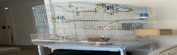 Parrots birds for sale: Pair of Parrotlets in Reading - Advert 3
