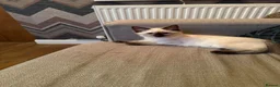 Ragdoll cats for sale: Chocolate Sealpoint Ragdolls £475 - Advert 2