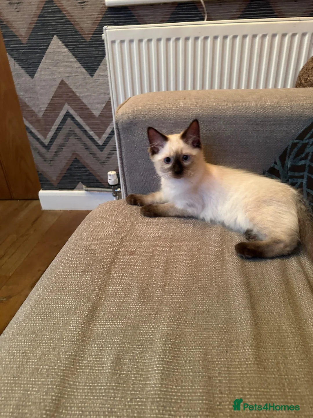 Ragdoll cats for sale: Chocolate Sealpoint Ragdolls £475 - Advert 2