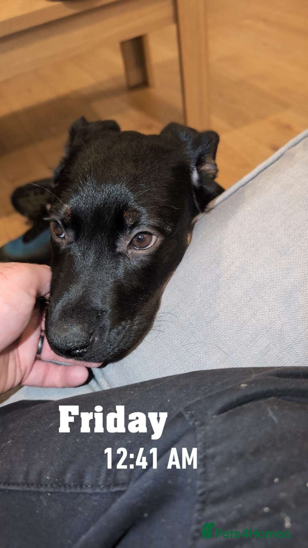 Mixed Breed dogs for sale: 2 Shepweiler Puppies  - Image 9