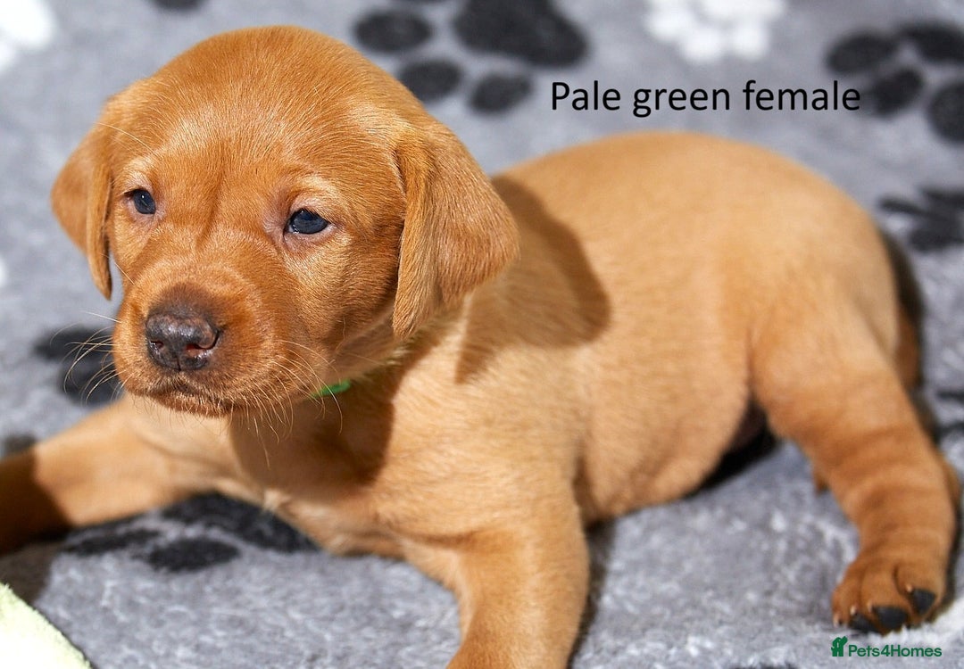 Labrador Retriever dogs for sale: Fox red labrador pups for sale - Image 8