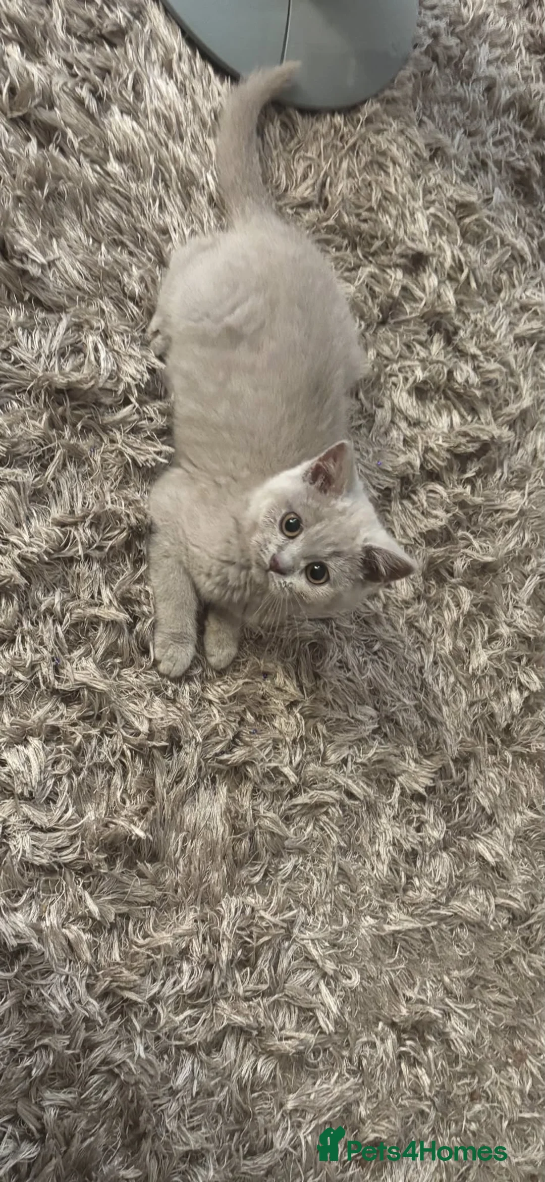 British Shorthair cats for sale: Stunning Lilac BSH kittens  - Advert 2