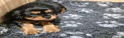 Cavalier King Charles Spaniel dogs for sale: Cavalier King Charles Puppy  in Attleborough - Advert 5