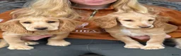 Cocker Spaniel dogs for sale: Cocker spaniel puppies for sale  - Advert 6