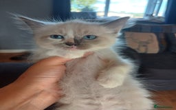 Ragdoll cats for sale: 4 gorgeous fluffy ragdoll kittens  - Image 3