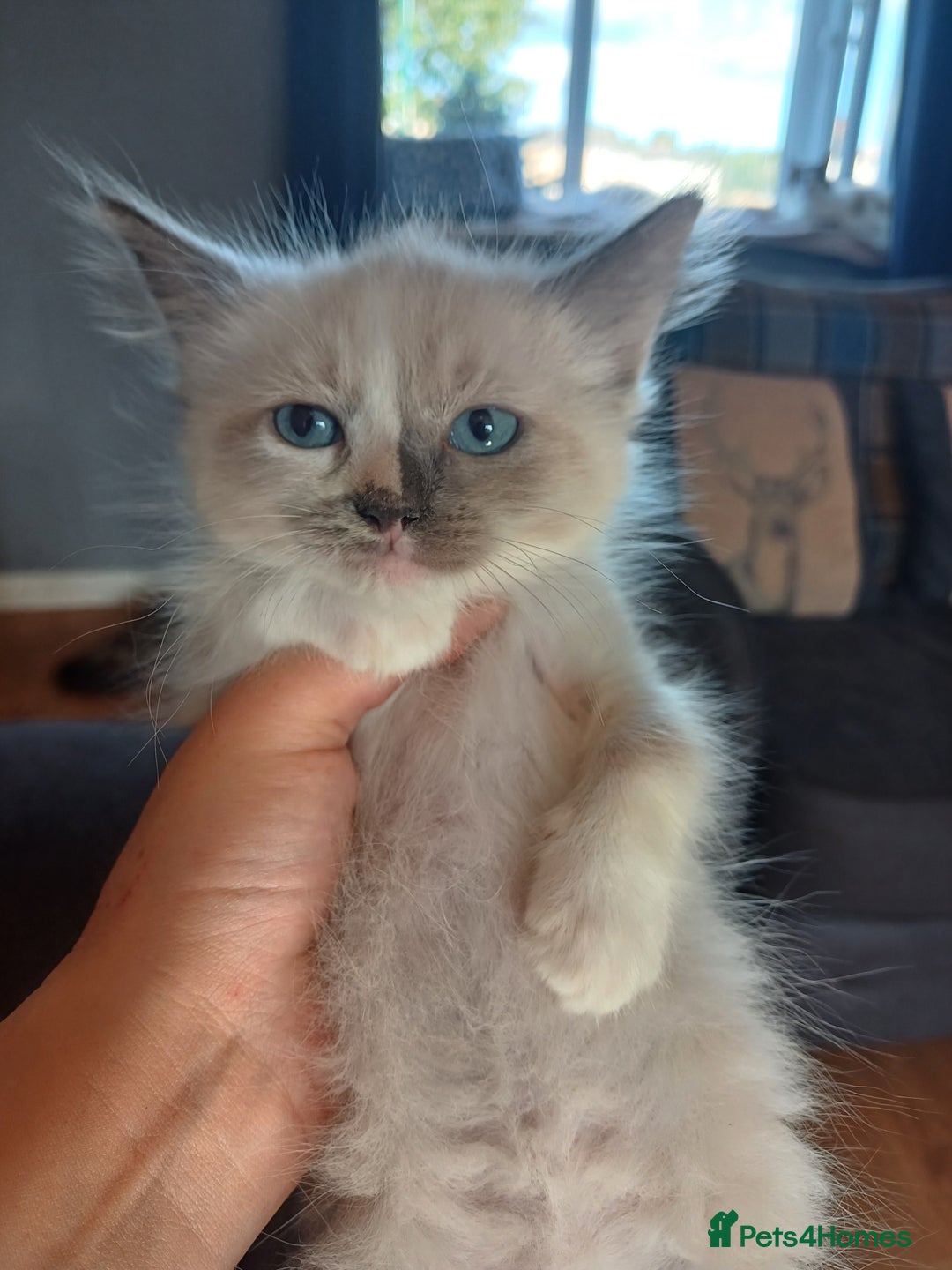 Ragdoll cats for sale: 4 gorgeous fluffy ragdoll kittens  - Image 3
