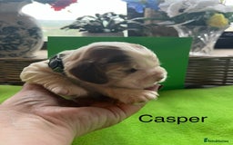 Cocker Spaniel dogs for sale: Exceptional KC registered Show Cocker Spaniels  - Image 20