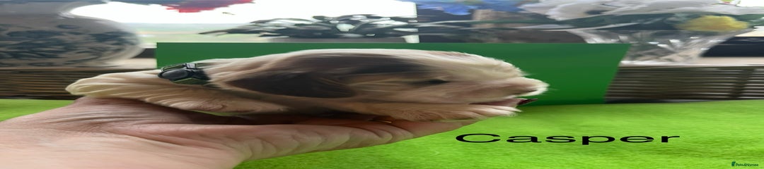 Cocker Spaniel Puppy 5