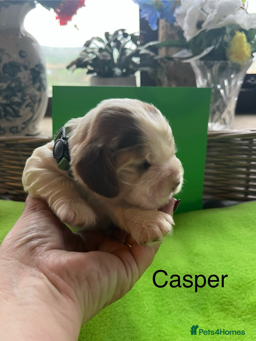 Cocker Spaniel dogs for sale: Exceptional KC registered Show Cocker Spaniels  - Image 20