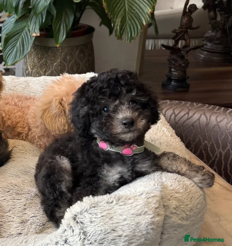 Toy Poodle dogs Toilet trained Toy Poodle puppies - Advert 2