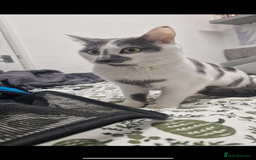 Domestic Shorthair cats for sale: Male cat for sale - Advert 3