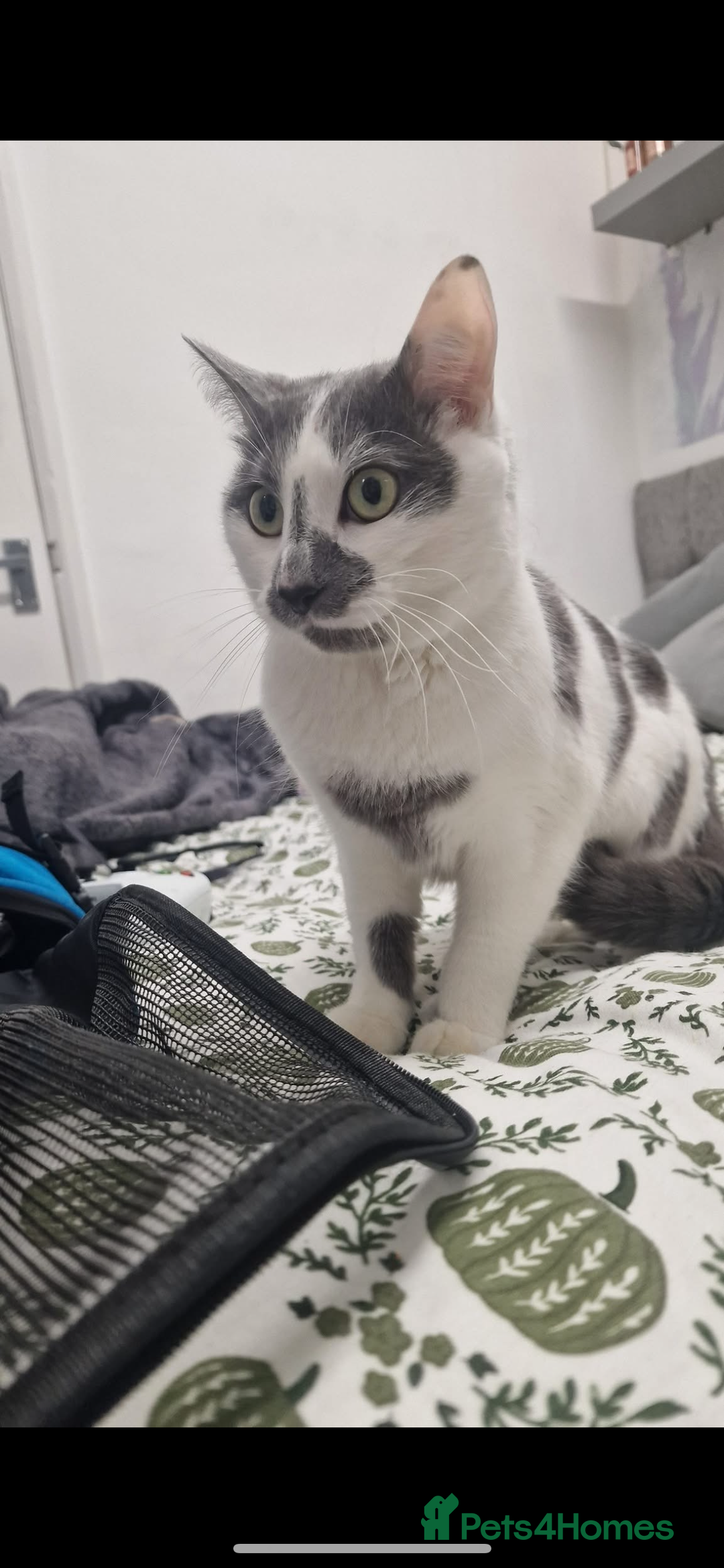 Domestic Shorthair cats for sale: Male cat for sale - Advert 3