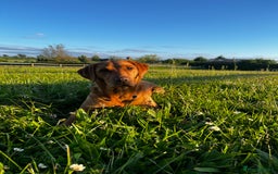 Labrador Retriever dogs for sale: KC Registered Fox Red Labrador Puppies - Image 10