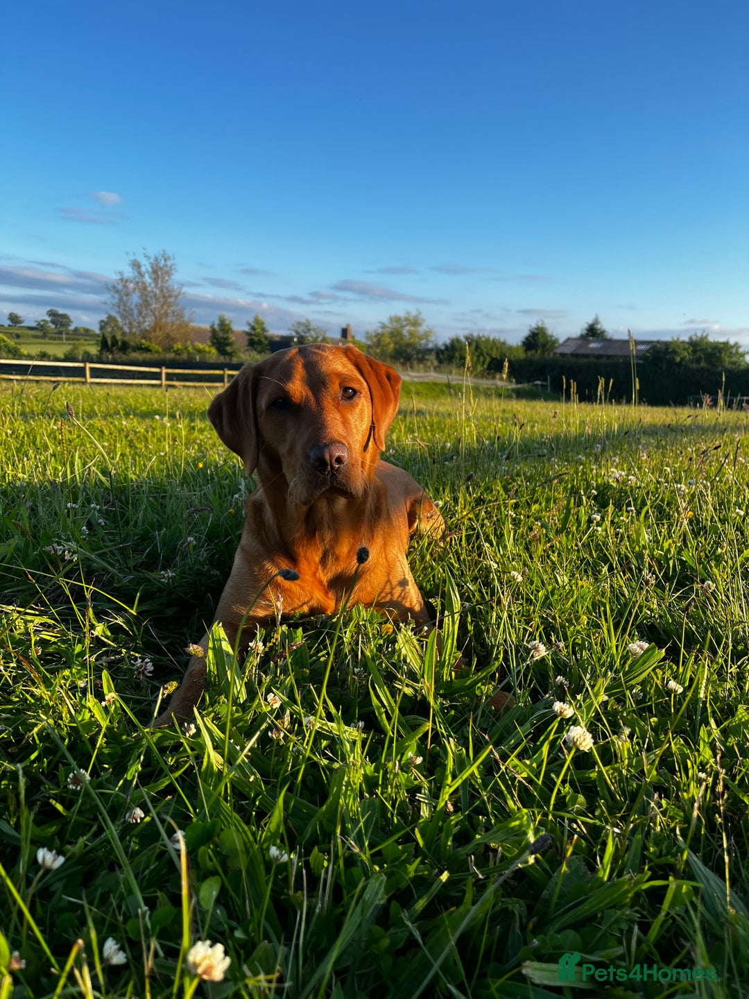 Labrador Retriever dogs for sale: KC Registered Fox Red Labrador Puppies - Image 10