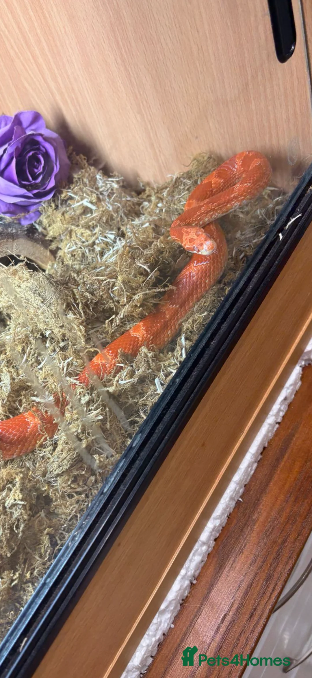 Corn Snake reptiles for sale: Male Corn snake  in Carlisle - Advert 2