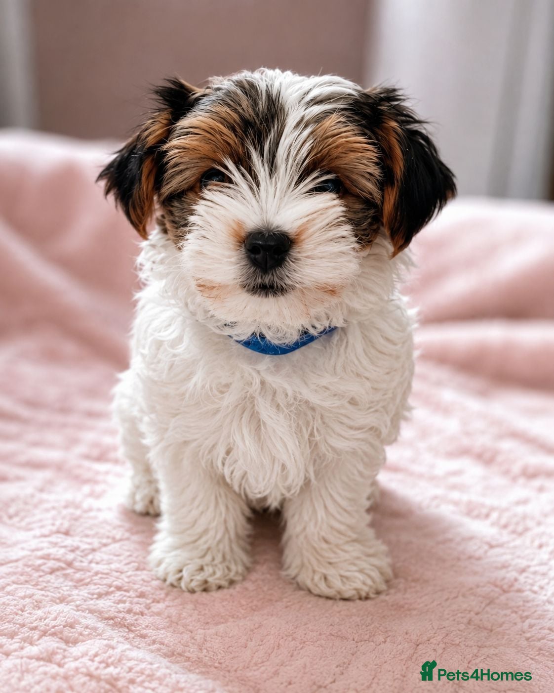 Biewer Terrier dogs 🎀Gorgeous Tiny Biewer Yorkshire Terrier Puppies🐾 - Advert 12