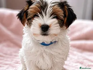 Biewer Terrier dogs 🎀Gorgeous Tiny Biewer Yorkshire Terrier Puppies🐾 - Advert 12