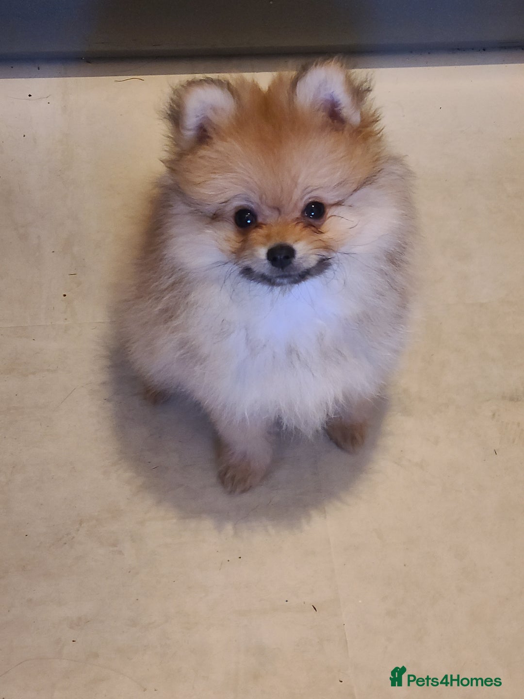 Pomeranian dogs for sale: Pomeranian puppies ready now 1 male left! - Advert 17